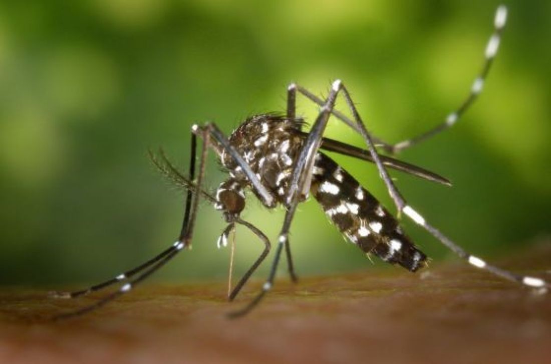 Confirman que en Salta no se registran casos de dengue, zika y chikungunya