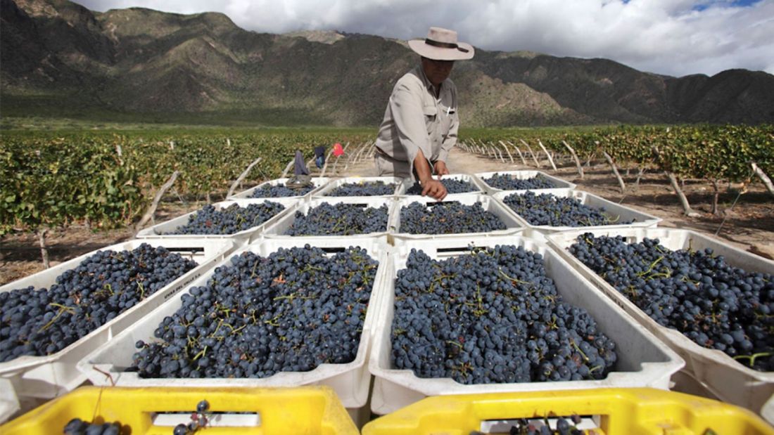 La industria vitivinícola en riesgo por los constantes cortes de luz