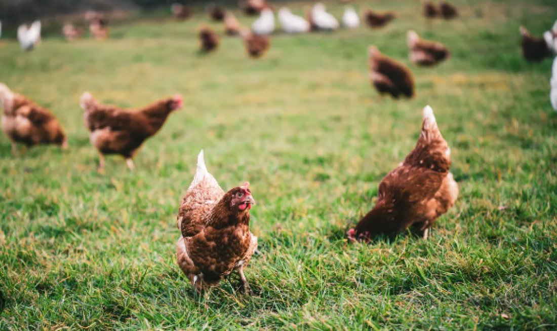 Se confirman cuatro nuevos casos de gripe aviar y suman 30 positivos en el país