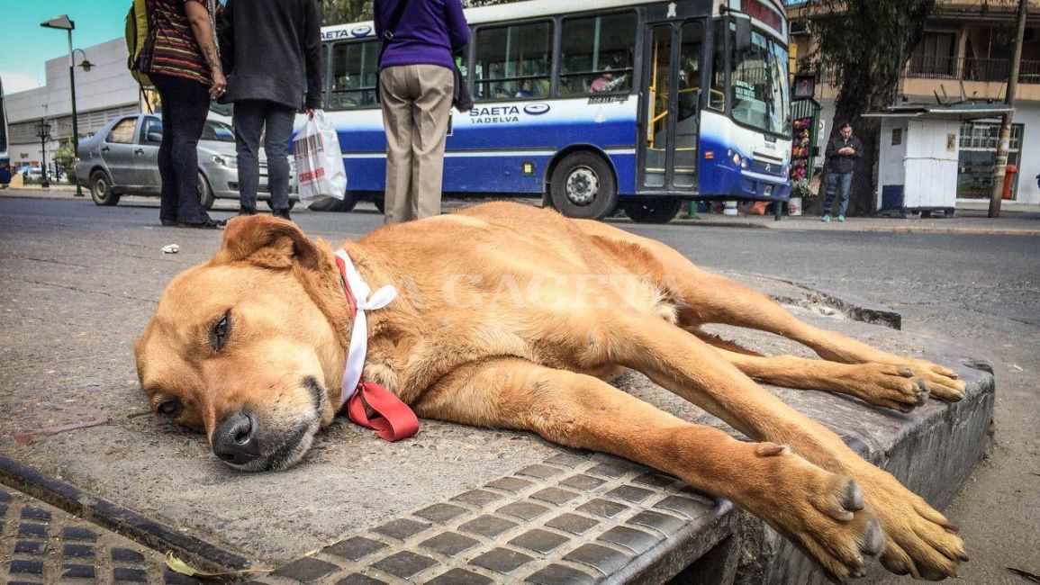Hay más de 50 mil perros callejeros en Salta capital - 