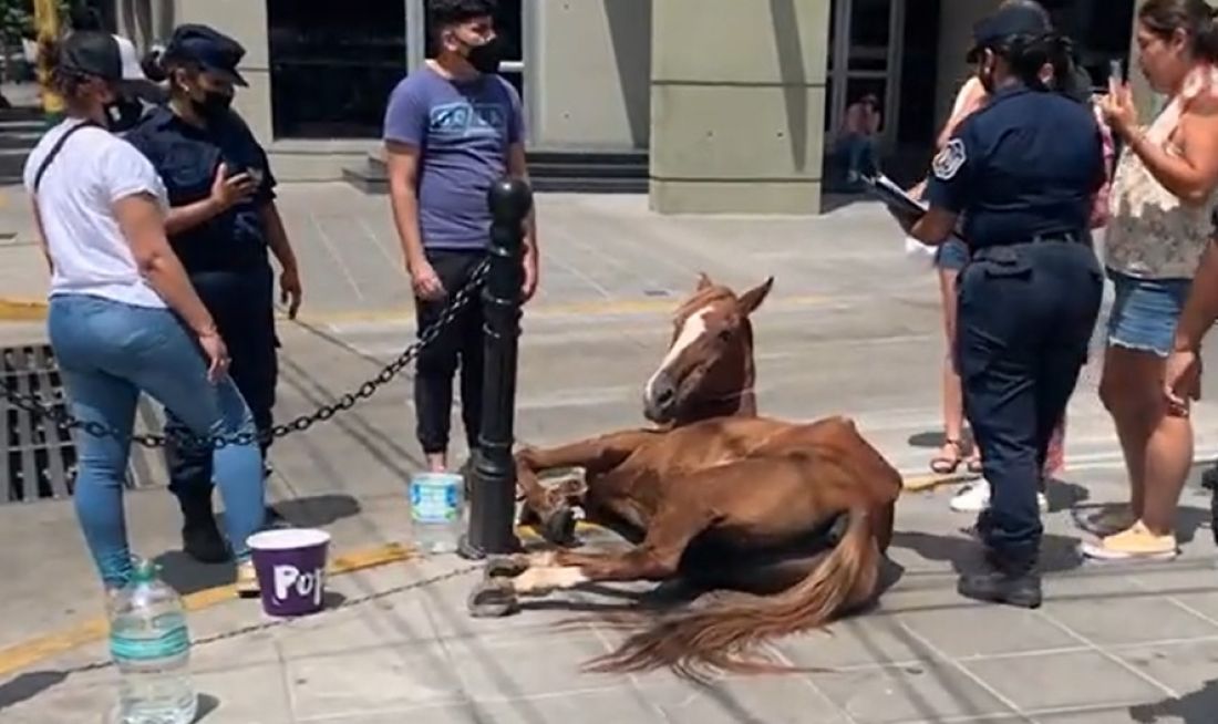 Maltrato animal en Salta: usaban para trabajar y desfilar a un caballo desnutrido