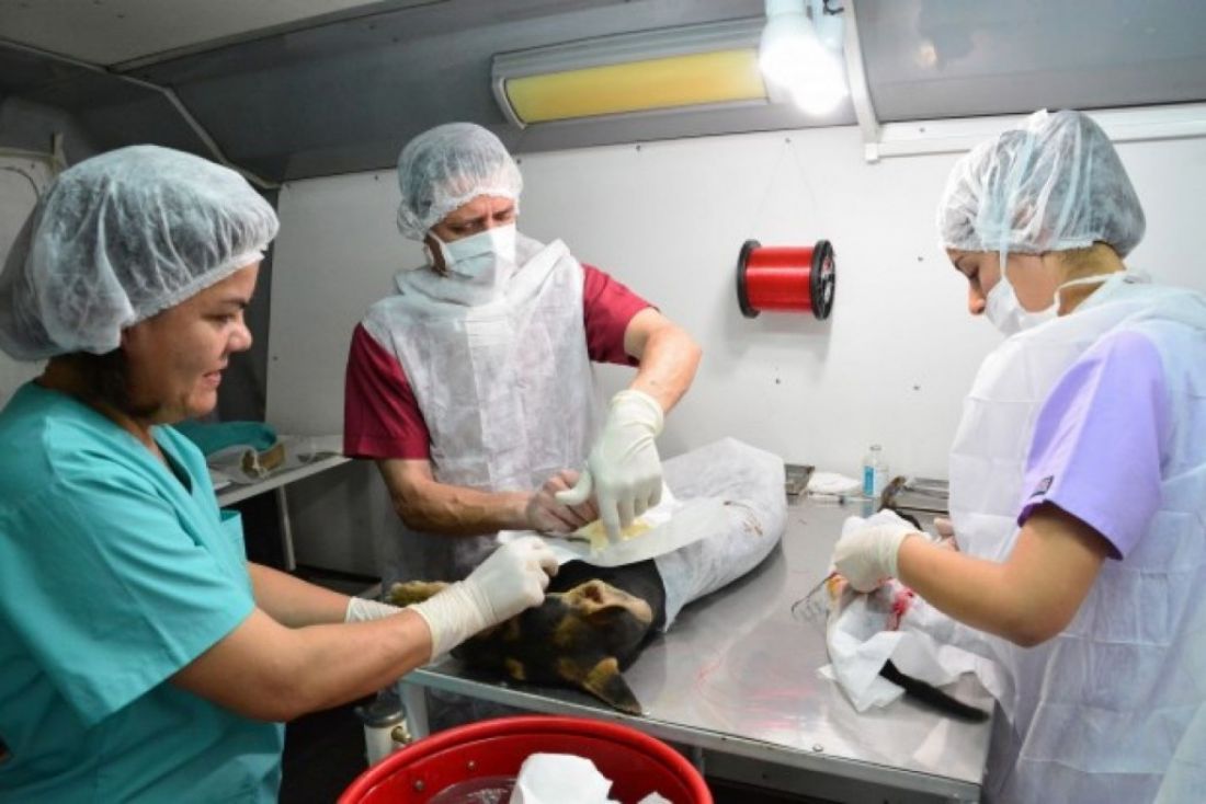 Habrá consultorios de castraciones y vacunaciones en diferentes puntos en Salta